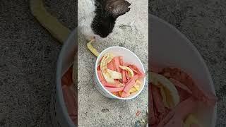 야옹 만찬  #고양이