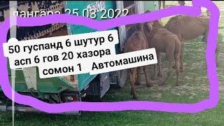 бузкаши дангара 25 03 2022 дахшат