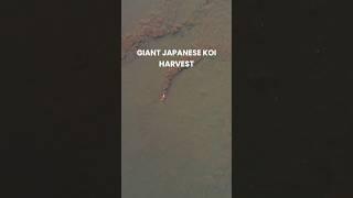 Harvest GIANT JAPANESE KOI FISH #koi #koifish #nishikigoi