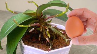 Only 1 Egg Needed! Explosive Orchid Growth in Just 1 month