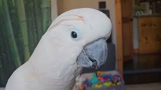 Cockatoo Talking About The Vet Visit