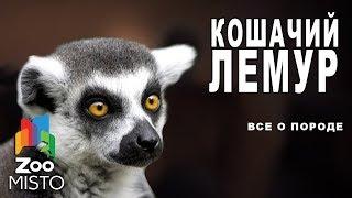 Кошачий лемур - Все о виде приматов | Примат вида - кошачий лемур