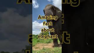 Amazing fact about Elephant. #shorts