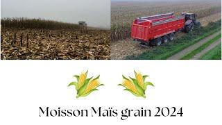 MOISSON DE MAÏS GRAIN 2024