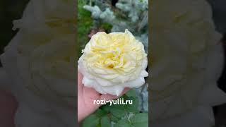 Роза «Эшли Вайт» Каталог rozi-yulii.ru #саженцыроз #саженцы