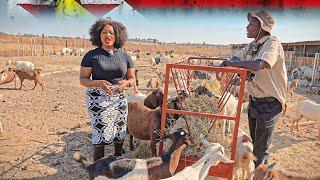 How They Transported  their Goats From Namibia by Road to Start a New Life in Zimbabwe