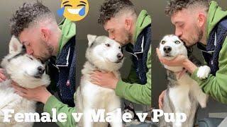 Kissing My Huskies Too Many Times Challenge! [WITH CAPTIONS] [MALE V FEMALE V PUPPY]