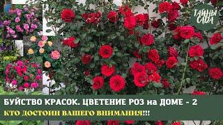 РОЗЫ. ЦВЕТЕНИЕ РОЗ НА ДОМЕ - 2. КАКИЕ РОЗЫ ДОСТОЙНЫ ВАШЕГО ВНИМАНИЯ. ЧЕСТНЫЙ ОТЗЫВ О РОЗАХ.