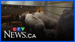 New exhibit exploring the history and culture of Blackfoot people