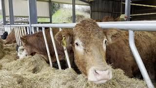 Merging a new slatted shed with an old hay shed : Building Focus