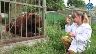 В центр "Велес" прибыл волк из Мурманска