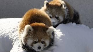 雪で遊ぶレッサーパンダ〜Red Panda playing in the snow