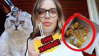 УДАЛЯЕМ ЛИЧИНКИ ИЗ КОТА КЕВИНА | ФУ! ОНИ У НАС ДОМА!