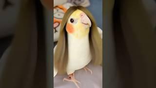 Adorable Cockatiels Cute and Funny Animation  #cockatielscraze #birdscharm