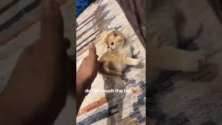 Do not touch her tail #kitty #kitten #cats #shorts #viral