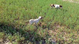 Quail hunting today best hunting Quail hunting with pointer dog  || Sardar sajjad Khan official