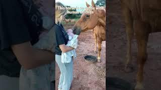 Just humans and animals being soft with each other️#wholesome #animals #love #foryou #fyp