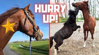 Let them play! | The weather is changing | On the road with Rising Star⭐ | Friesian Horses