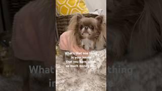 What’s that thing? #funnyshorts