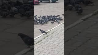 Russian pigeons in Russia in Russian city eats seeds