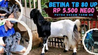 5.500 BETINA JUMBO RAKIT ANAK PULUNG || 2.500 JANTAN 1.5 BULAN || PUTRA ESZAM FARM GUNUNGKIDUL