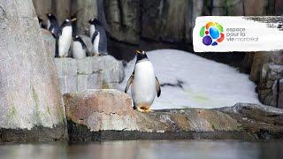 Biodôme de Montréal