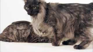 Cats 101 Animal Planet - Kurilian Bobtail ** High Quality **