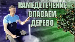 Как вылечить камедетечение (гоммоз) на плодовых деревьях