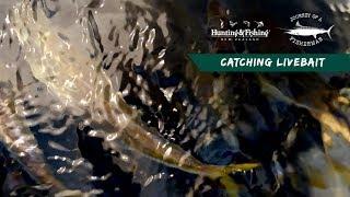 Tony Orton's Journey of a Fisherman Ep 6 - Catching Livebait