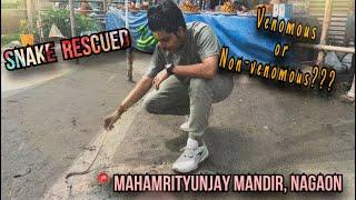 Snake Rescue || Garter Snake || Nagaon || Ritesh Sarma || India