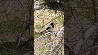 Calm.Cautious.Crow style— just like me! #usa #nature #animals #iran #wildlife #switzerland #travel