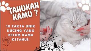 10 Fakta Unik Kucing yang Belum Kamu Ketahui