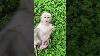 Baby monkey tiny cutie #monkey #baby #happy #cute #baby #shorts