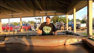 CLEANING AND FILLETING ALLIGATOR GAR, PELANDO I LIMPIANDO PEJELAGARTO