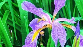 The Blue Flag Iris and The Dwarf Crested Iris