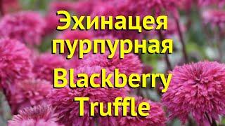 Эхинацея пурпурная Блэк труффле. Краткий обзор, описание echinacea purpurea Blackberry Truffle