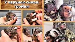 У игрунок снова тройня. Грустное облегчение. New addition to the family of marmosets.