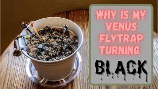 Why Is My Venus Flytrap Turning Black? Reasons Why A Fly Trap Turns Black + Need Community Help