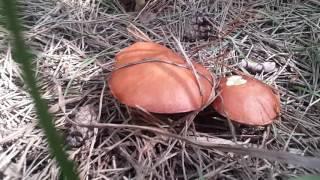 Масленок зернистый (Suillus granulatus), он же - летний