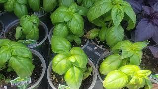 Lowe's Garden Club.  Vegetables.  Tomato. Cucumber.  Basil. Mint. Sage. Dill