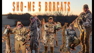 5 Bobcats, one Episode. Watch, 4k #bobcat #predatorhunting #predator #coyote #coyotehunting #foxpro