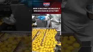 Watch! How A Machine Effortlessly Breaks The Eggs In A Factory