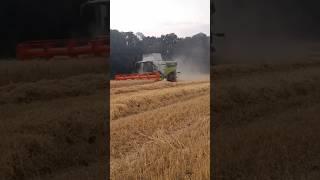 Claas lexion 6700,6600 žně 2024 #rok2024 #claas #johndeere @Siri_Agro_Videos .