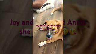 The dogs unite #cutepuppy #funnydog