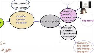 Значение бактерий: способы питание, круговорот веществ, цепочки питания, пищевая пирамида