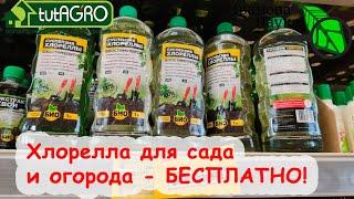 СТАЛ ИЗВЕСТЕН СПОСОБ ПОЛУЧИТЬ ХЛОРЕЛЛУ БЕСПЛАТНО! Доступно абсолютно каждому! БЕЗ ЗАКВАСКИ!