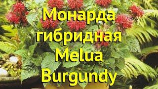 Монарда гибридная Мелуа Бургунди. Краткий обзор, описание характеристик мonarda hybr. Melua Burgundy