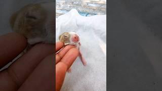 Rabbit Growth - Baby rabbits grow Up #rabbits #animals