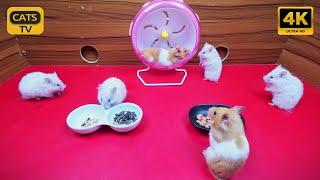 Cat TV No Ads  4K 10 Hours Cute Hamsters  playing with wheel  Syrian Hamsters for Cats to Watch