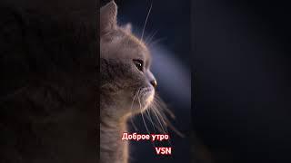 Доброе утро 